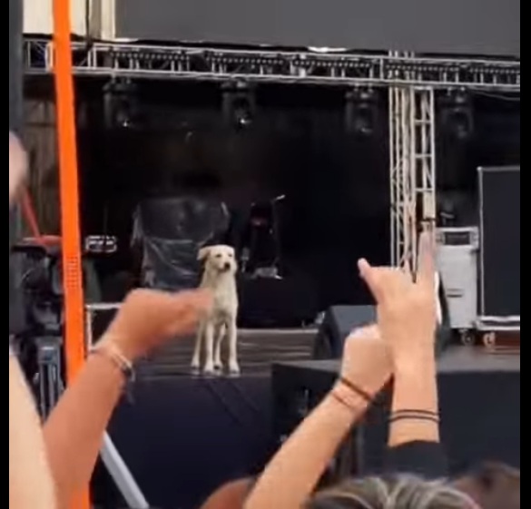 VÍDEO: Cachorro sobe em palco do Rock in Rio e é ovacionado pelo público; ASSISTA