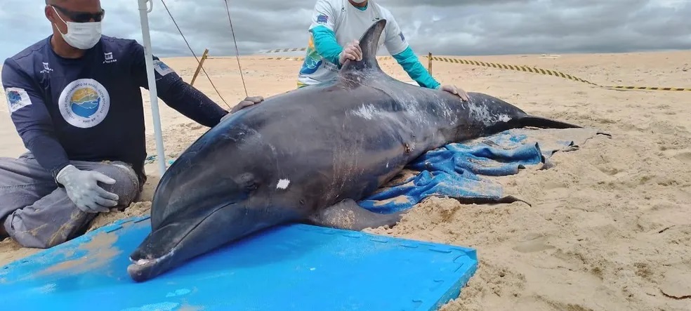 Golfinho é resgatado após encalhar em praia do RN