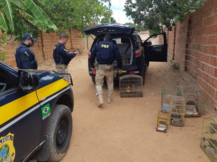 Em operação de combate aos crimes ambientais, PRF resgata 64 aves silvestres no RN