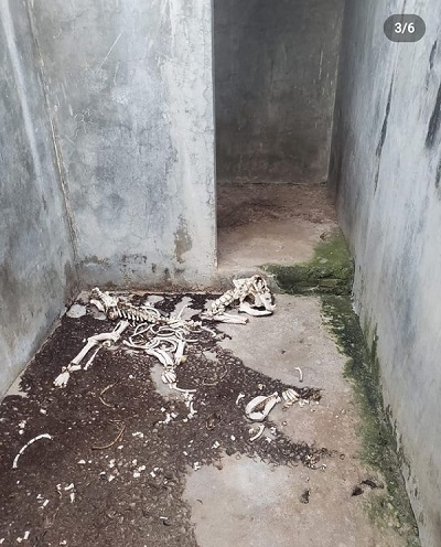 Policia encontra canil clandestino com animais mortos na Grande Natal