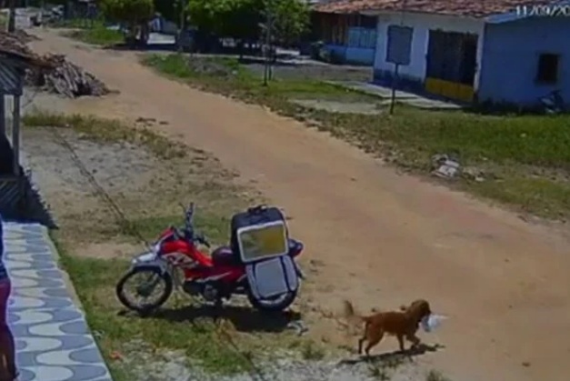VÍDEO: Cachorro Viralata furta marmita de entregador e imagens viralizam; ASSISTA