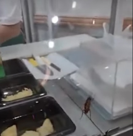 VÍDEO: Tiktoker encontra barata passeando em Subway e imagens viralizam; ASSISTA