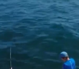 VÍDEO: Tubarão de 2 metros pula dentro de barco e causa pânico entre pescadores