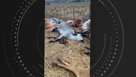 VÍDEO: 23 animais morrem eletrocutados em fazenda por causa de fio da rede elétrica