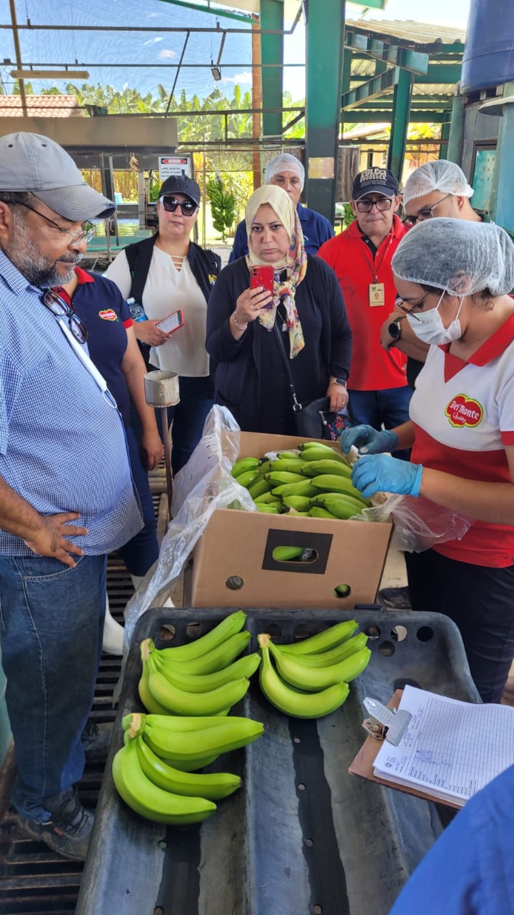 RN recebe sinal verde para exportação de banana para o Egito
