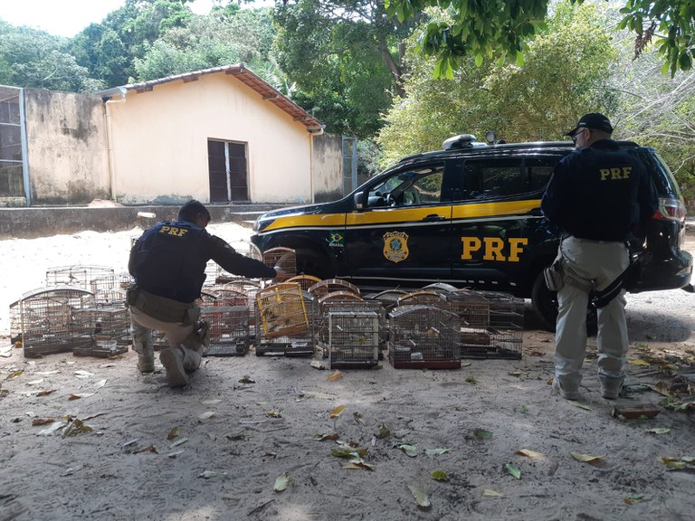 PRF detém 45 pessoas e apreende quase 200 aves silvestres durante operação na Grande Natal