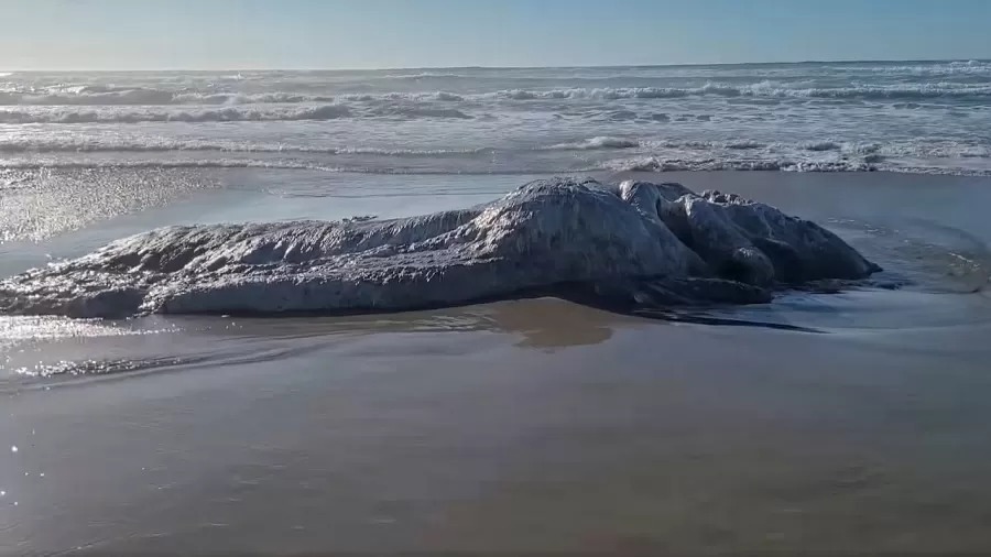 VÍDEO: 'Monstro marinho' misterioso do tamanho de caminhão é achado em praia dos EUA