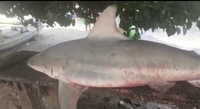 VÍDEO: Tubarão é fisgado por pescadores próximo aos parrachos de Pirangi