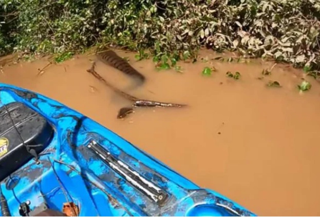 VÍDEO: Pescador se assusta com sucuri gigante em rio