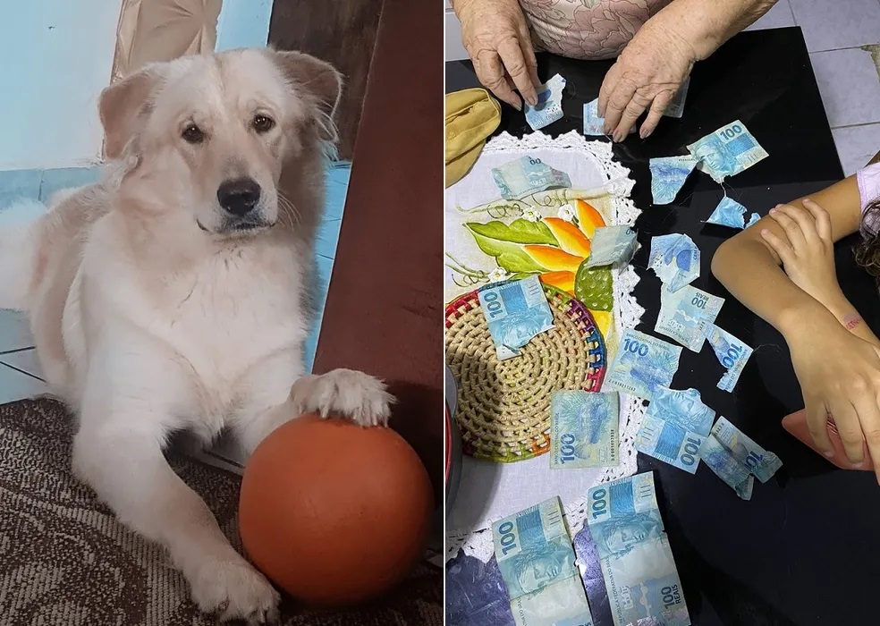 (VÍDEO): Cachorro rasga sete notas de R$ 100 de aposentada no interior do RN: 'Fiquei aperreada'