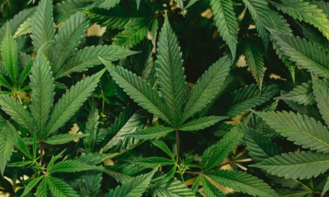Anvisa autoriza UFRN a plantar maconha para fazer pesquisa