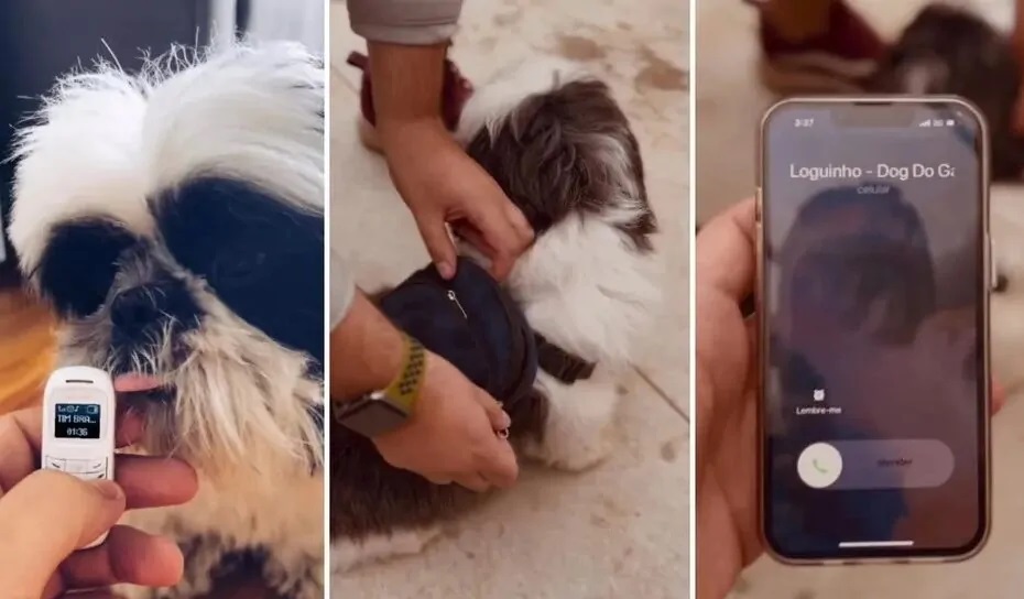 VÍDEO: Cachorro vai a barzinho com minicelular e mochila nas costas e viraliza nas redes sociais