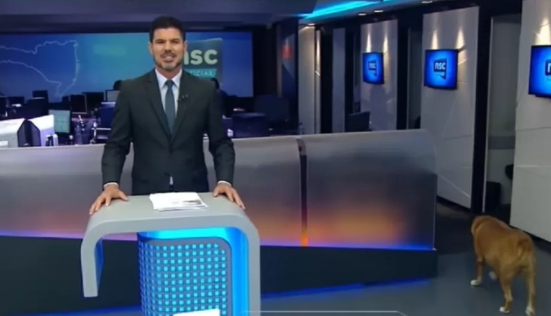 VÍDEO: Cadela 'invade' estúdio de jornal na Globo; ASSISTA