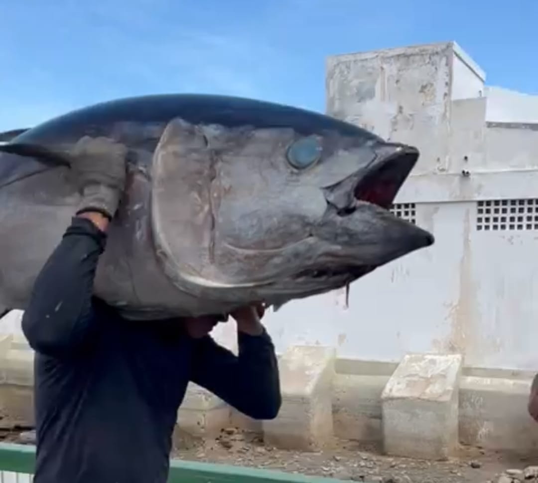 VIDEO: Pescadores pegam atum gigante com mais de 100 quilos no RN