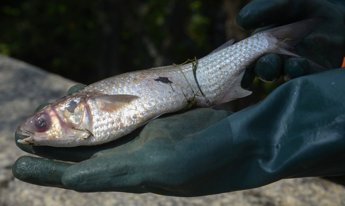 Comerciante denuncia descarte irregular de peixes na Ribeira