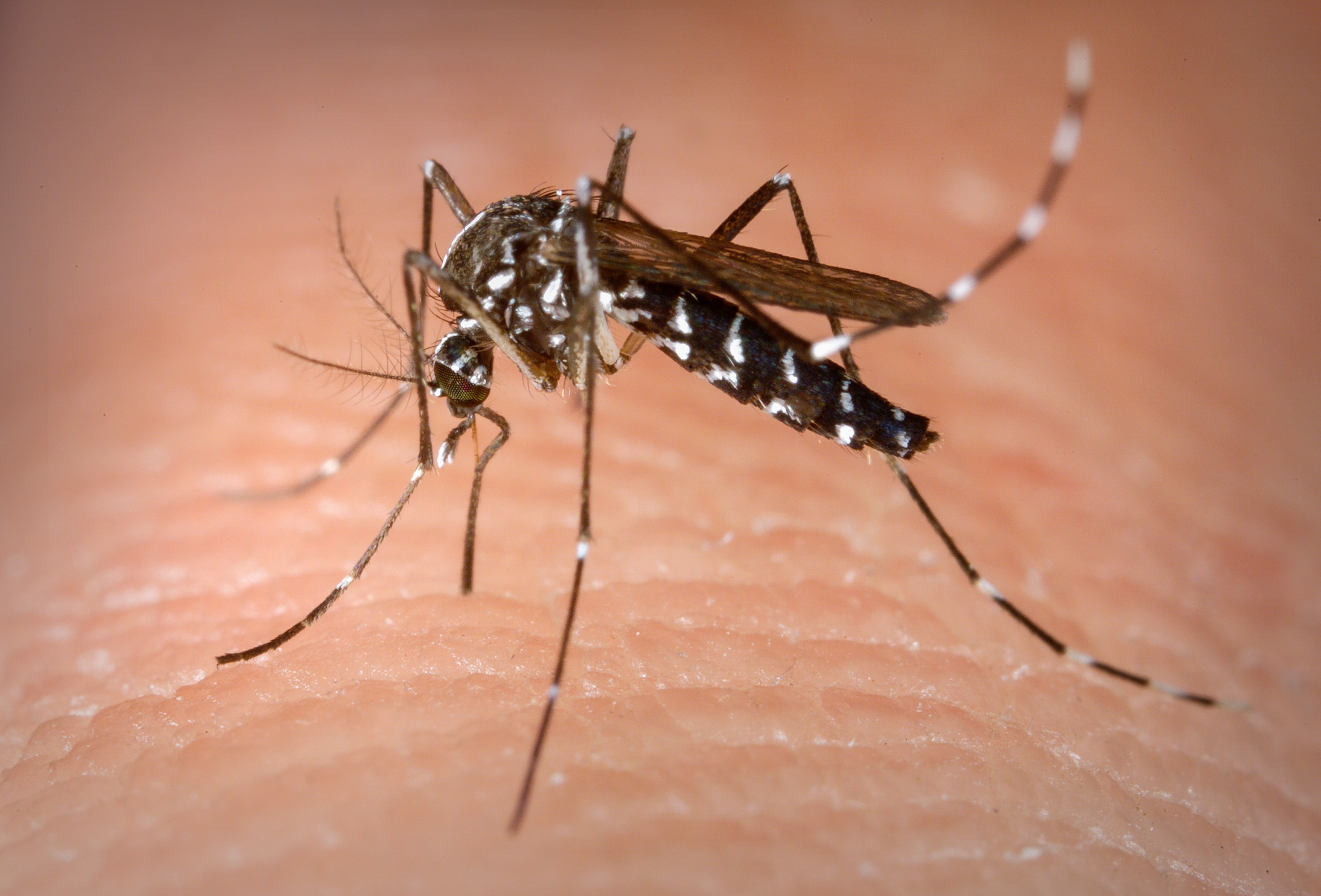 RN registrou quase 13 mil casos de dengue em 2022, afirma Sesap