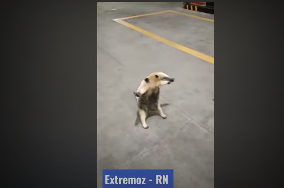 VÍDEO: Tamanduá viraliza ao fazer 'dancinha' em posto de gasolina na Grande Natal