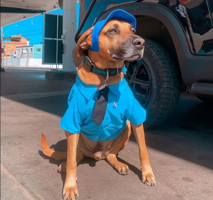 'Frentiscão': Cachorro é adotado por posto de gasolina e vira febre na internet