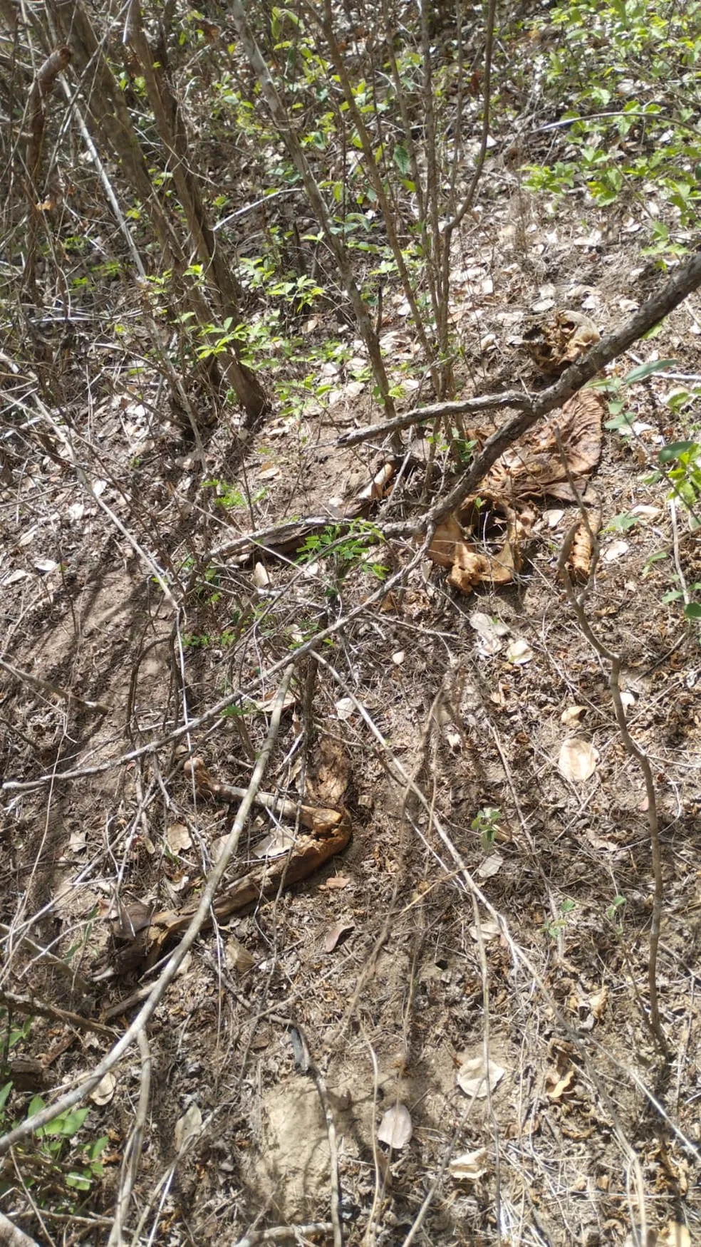 Quatro ossadas humanas são encontradas em mata no interior do RN