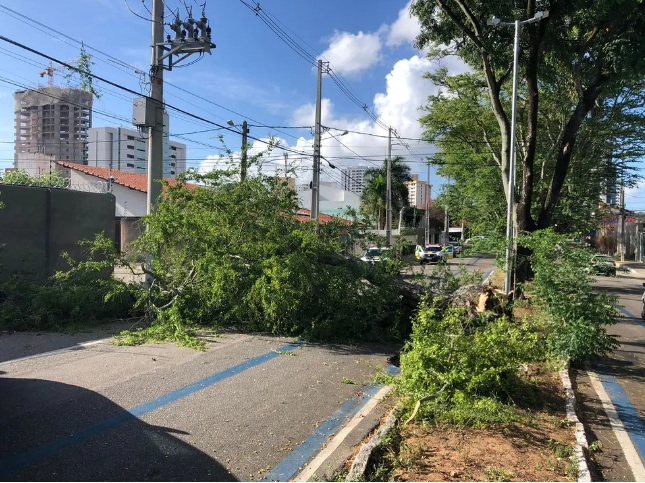 Árvore cai e interdita trecho de rua em Natal