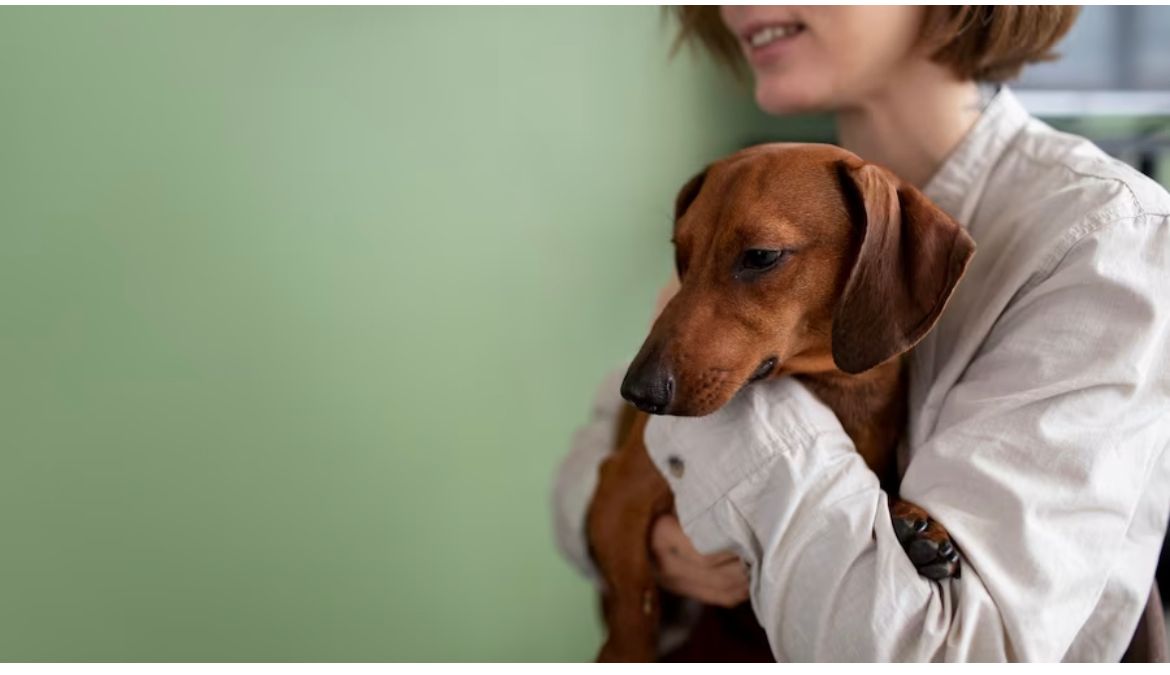 Combate ao câncer: Um em cada cinco cães irá desenvolver a doença no Brasil