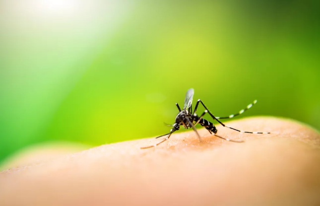 RN tem 657 casos notificados de dengue em 2023, diz Sesap