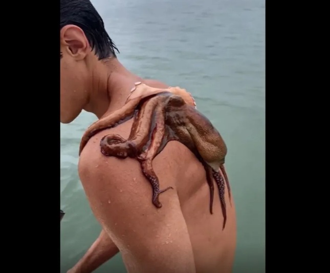 VÍDEO: Jovem nada com polvo grudado nas costas e viraliza nas redes: 'Um dos melhores dias da minha vida'