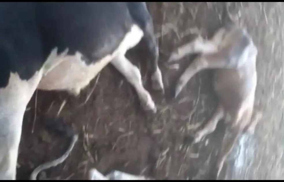 Raio mata sete garrotes em fazenda na região Oeste do RN