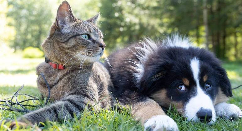 Projeto na Câmara propõe que pets tenham direito a pensão alimentícia