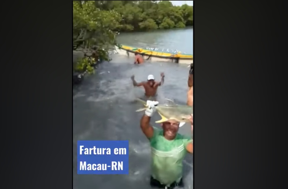 VÍDEO: Uma semana depois de registrar mortes de peixes, Macau tem dias de fartura com cardumes de xaréu e arraia