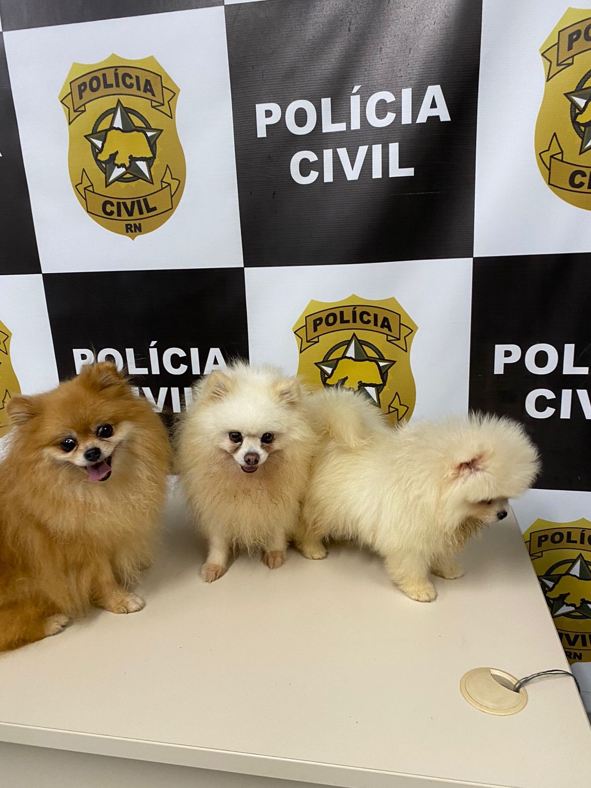 "Resgate aos doguinhos": policiais civis recuperam cães de raça roubados de pet shop em Natal