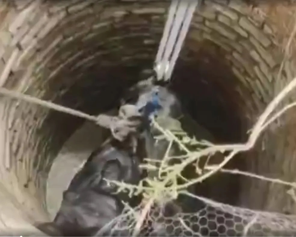 VÍDEO: Bombeiros resgatam vaca que caiu em poço no interior do RN