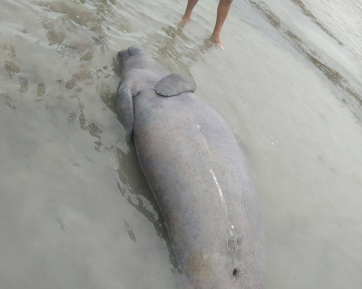 Peixe-boi é encontrado encalhado em praia do RN