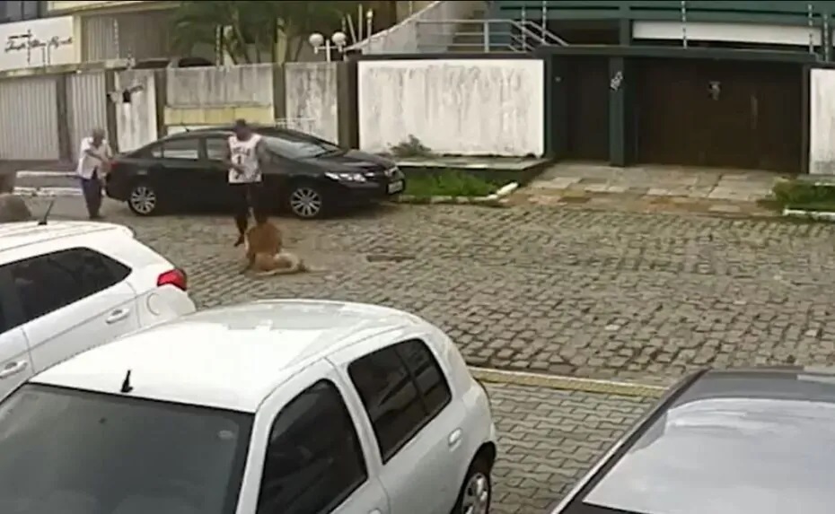 VÍDEO: Pitbull ataca labrador em Candelária, e tutor não faz nada para separar animais