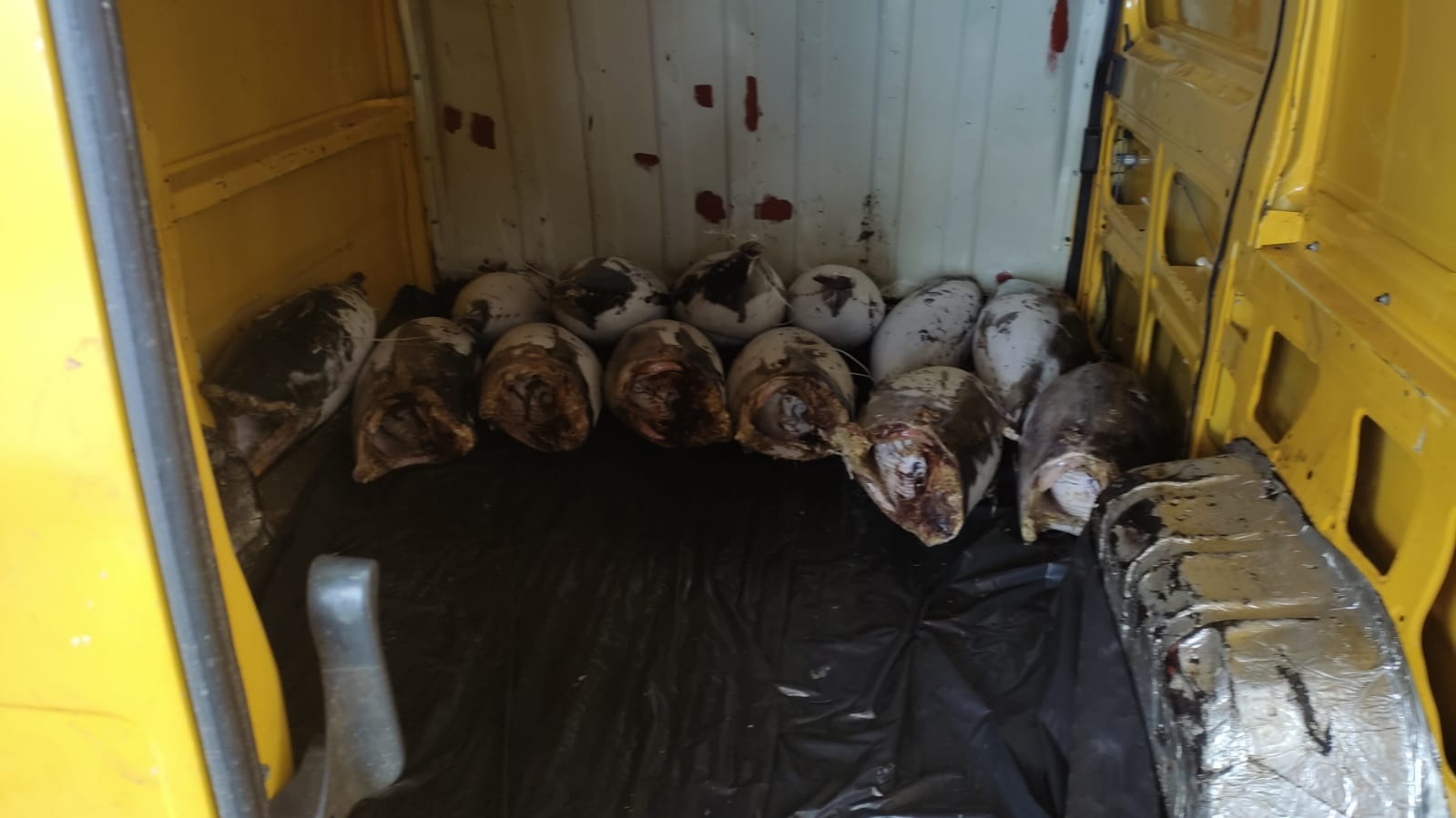 Polícia Rodoviária Federal apreende carga de 300kg de Atum Branco sem nota fiscal em Natal