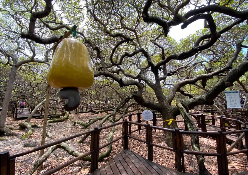 Parque das Dunas e Cajueiro de Pirangi funcionarão normalmente durante o feriado de Tiradentes