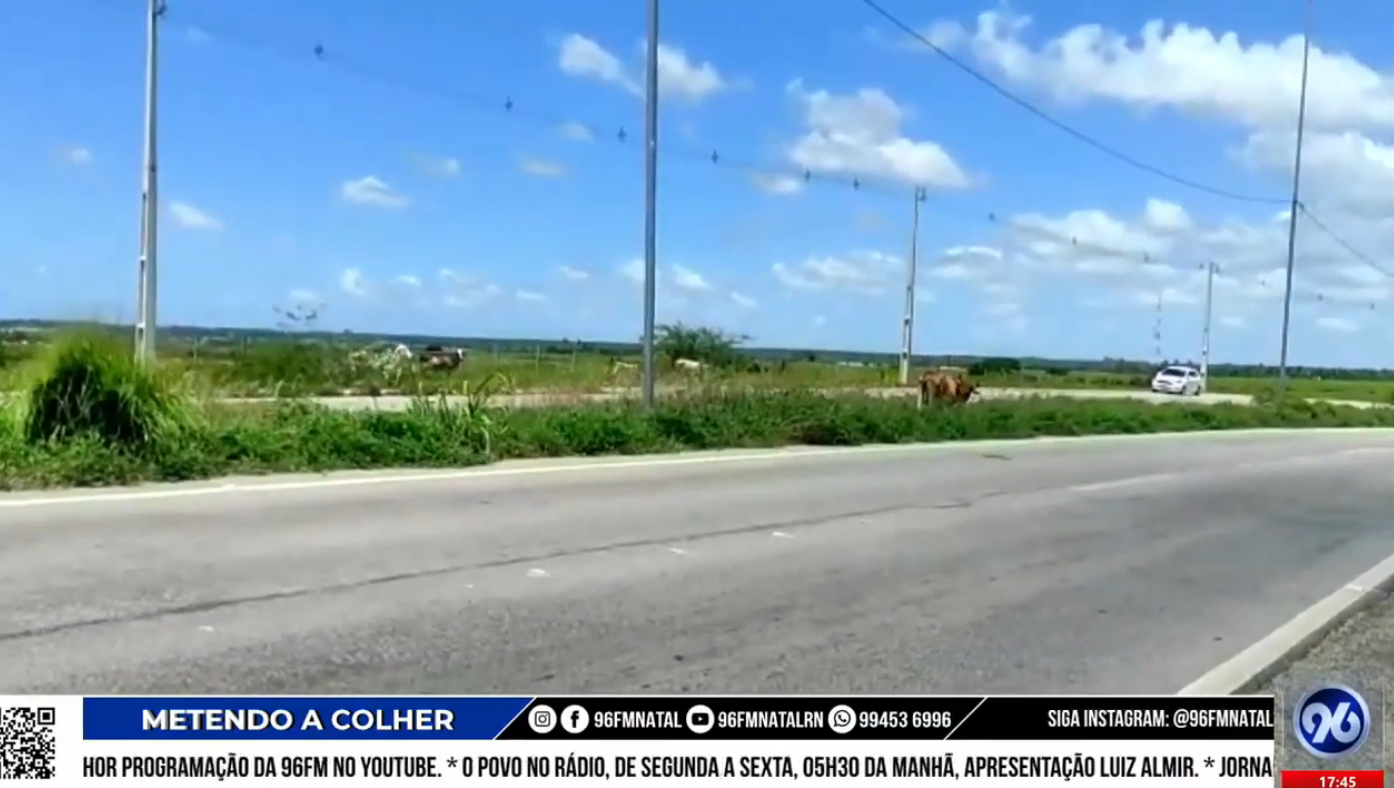 VÍDEO: Vacas ocupam acesso ao Aeroporto de Natal