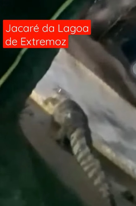 VÍDEO: Jacaré é flagrado "passeando" nos arredores de lagoa da Grande Natal