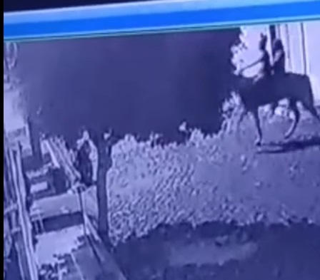 VÍDEO: Bandidos tentam fazer assalto montados em cavalo na Grande Natal