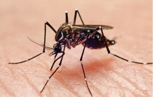 Manter-se hidratado pode evitar casos mais graves da dengue, alerta infectologista