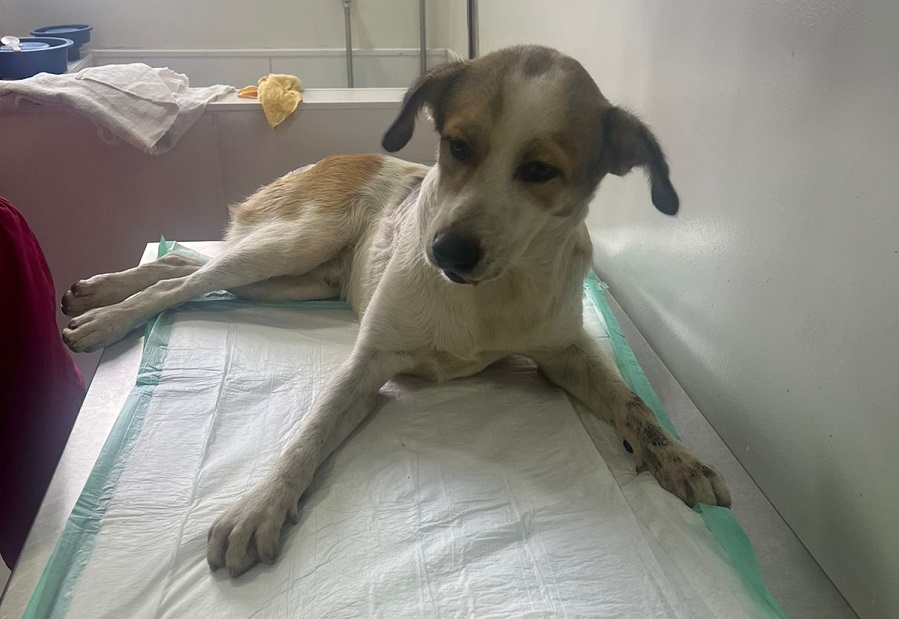 Cão que sofreu tiro e foi arrastado no RN é internado e ONG faz vaquinha solidária para tratamento