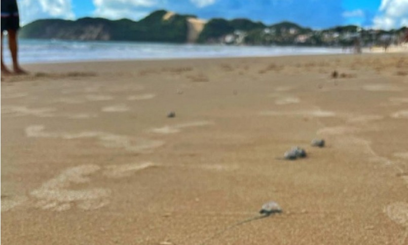 VÍDEO: Praia de Ponta Negra amanhece repleta de caravelas