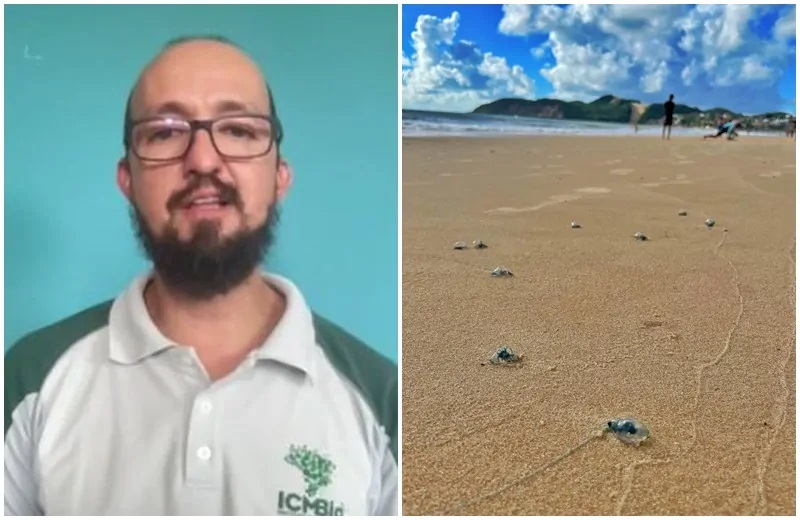 [VÍDEO] Biólogo explica surgimento de caravelas em Ponta Negra e alerta banhistas: “Evite tocar”