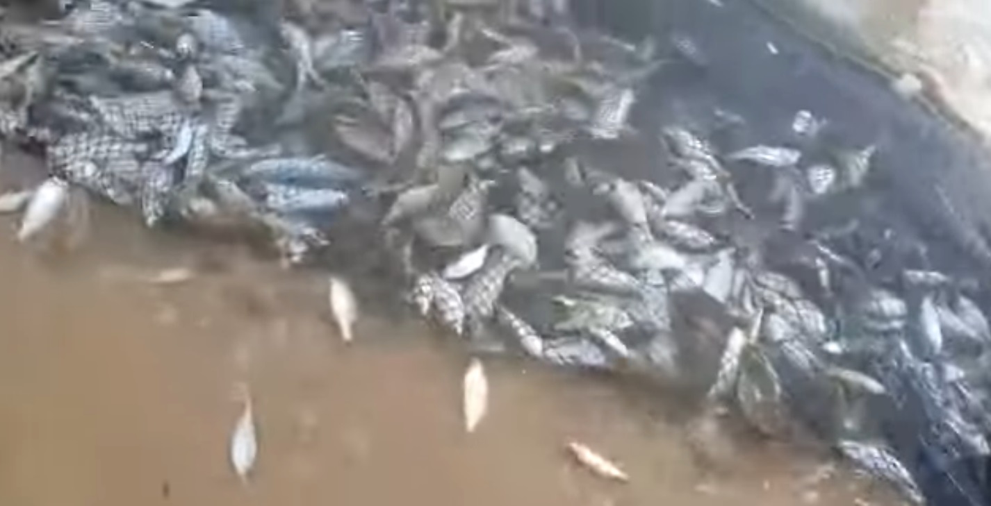 VÍDEO: Após caravelas, pescadores comemoram 'fartura' de sardinhas em Ponta Negra