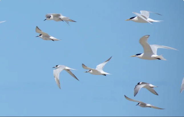 Governo do RN encontra mais de 30 aves mortas no litoral e faz alerta sobre crise de emergência zoossanitária