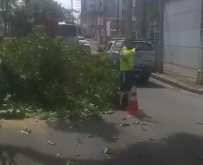 VÍDEO: Galho de árvore cai e interdita parte de avenida em Natal; confira trecho