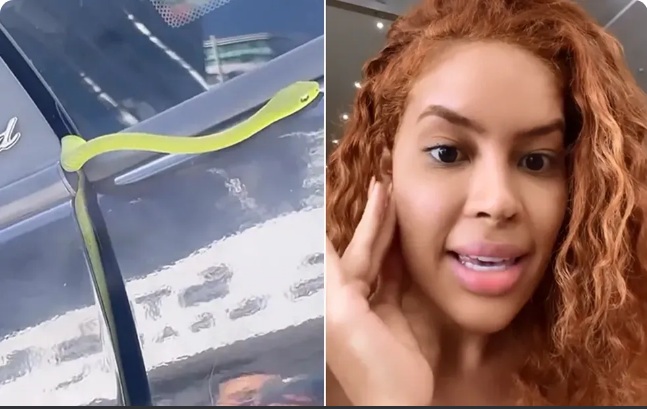 [VÍDEO] Influencer dá de cara com cobra em carro do Uber: 'Minha mão está tremendo'