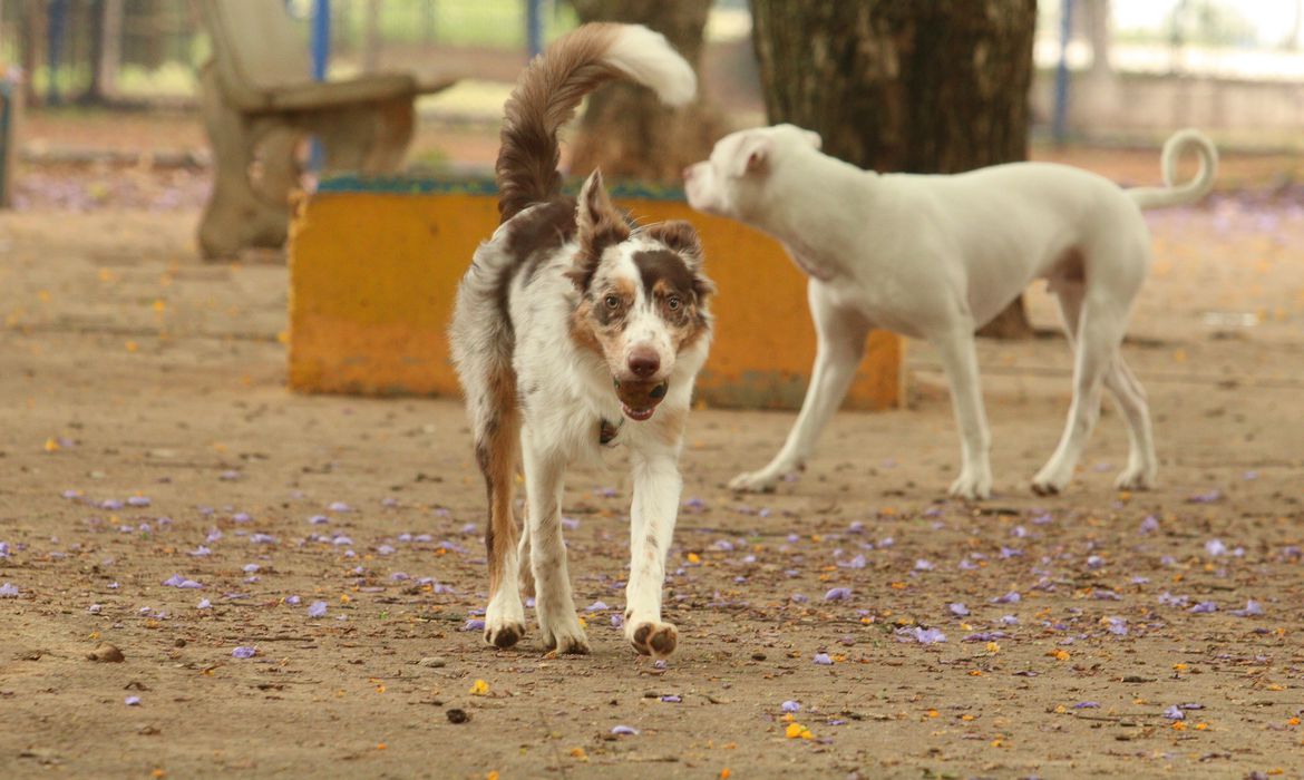 Quanto tempo posso deixar o cachorro sozinho em casa? Expert responde