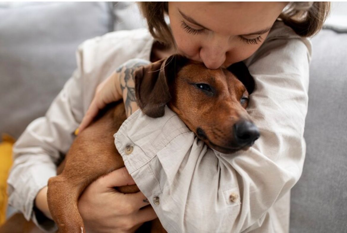 Festas Juninas pedem cuidados com os pets