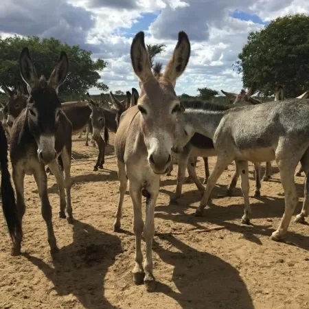 Abate em massa de jumentos para China ameaça espécie e saúde pública no NE